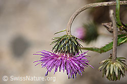 Gewöhnliche Berg-Distel (Carduus defloratus ssp. defloratus) (F184312) Gewöhnliche Berg-Distel (Carduus defloratus ssp. defloratus) (F184312)