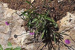 Gewöhnliche Berg-Distel (Carduus defloratus ssp. defloratus) (F184316) Gewöhnliche Berg-Distel (Carduus defloratus ssp. defloratus) (F184316)