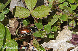 Phyllopertha horticola (F184317)
