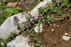 Vielhaariger Thymian (Thymus polytrichus) (26.06.2021, F184331)