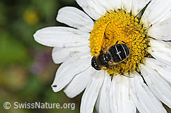 Glänzende Keilfleckschwebfliege (Eristalis rupium) auf Gewöhnlicher Wiesen-Margerite (Leucanthemum vulgare) (F184336) Glänzende Keilfleckschwebfliege (Eristalis rupium) auf Gewöhnlicher Wiesen-Margerite (Leucanthemum vulgare) (F184336)