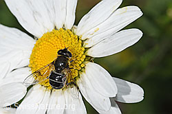 Glänzende Keilfleckschwebfliege (Eristalis rupium) auf Gewöhnlicher Wiesen-Margerite (Leucanthemum vulgare) (F184340) Glänzende Keilfleckschwebfliege (Eristalis rupium) auf Gewöhnlicher Wiesen-Margerite (Leucanthemum vulgare) (F184340)