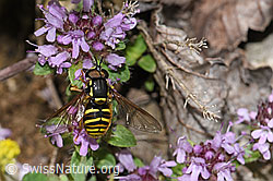 Chrysotoxum cautum on Thymus praecox ssp. polytrichus (F184342)