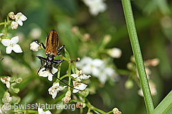 Gemeiner Scheinbockkäfer (Oedemera femorata) auf Blume (F184346) Gemeiner Scheinbockkäfer (Oedemera femorata) auf Blume (F184346)