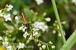 Gemeiner Scheinbockkäfer (Oedemera femorata) auf Blume (F184348) Gemeiner Scheinbockkäfer (Oedemera femorata) auf Blume (F184348)