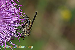 Gewürfelte Tanzfliege (Empis tesselata) auf Gewöhnlicher Berg-Distel (Carduus defloratus ssp. defloratus) (F184354) Gewürfelte Tanzfliege (Empis tesselata) auf Gewöhnlicher Berg-Distel (Carduus defloratus ssp. defloratus) (F184354)