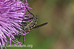 Gewürfelte Tanzfliege (Empis tesselata) auf Gewöhnlicher Berg-Distel (Carduus defloratus ssp. defloratus) (F184355) Gewürfelte Tanzfliege (Empis tesselata) auf Gewöhnlicher Berg-Distel (Carduus defloratus ssp. defloratus) (F184355)