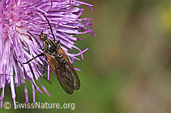Gewürfelte Tanzfliege (Empis tesselata) auf Gewöhnlicher Berg-Distel (Carduus defloratus ssp. defloratus) (F184357) Gewürfelte Tanzfliege (Empis tesselata) auf Gewöhnlicher Berg-Distel (Carduus defloratus ssp. defloratus) (F184357)