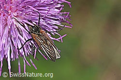 Gewürfelte Tanzfliege (Empis tesselata) auf Gewöhnlicher Berg-Distel (Carduus defloratus ssp. defloratus) (F184358) Gewürfelte Tanzfliege (Empis tesselata) auf Gewöhnlicher Berg-Distel (Carduus defloratus ssp. defloratus) (F184358)