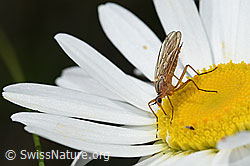 Empis digramma on Leucanthemum vulgare (F184359)