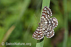 Gitterspanner (Chiasmia clathrata) (26.06.2021, F184363)