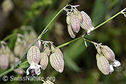 Foto: Gemeines Leimkraut (Silene vulgaris)