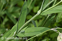 Foto: Gemeines Leimkraut (Silene vulgaris)
