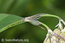 Foto: Gemeines Leimkraut (Silene vulgaris)