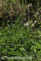 Gemeines Leimkraut (Silene vulgaris) (26.06.2021, F184370)