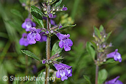 Feld-Steinquendel (Acinos arvensis) (F184371) Feld-Steinquendel (Acinos arvensis) (F184371)
