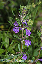 Feld-Steinquendel (Acinos arvensis) (F184372) Feld-Steinquendel (Acinos arvensis) (F184372)