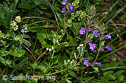 Feld-Steinquendel (Acinos arvensis) (F184373) Feld-Steinquendel (Acinos arvensis) (F184373)