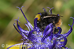 Distelhummel (Bombus soroeensis) auf Frühlings-Anemone (Pulsatilla vernalis)