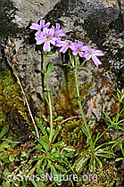 Leberbalsam (Erinus alpinus) (F184400) Leberbalsam (Erinus alpinus) (F184400)