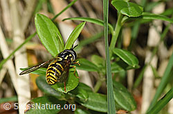 Chrysotoxum cautum (F184401)