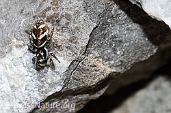 Zebra-Springspinne (Salticus scenicus) (26.06.2021, F184407)