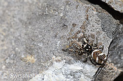 Zebra-Springspinne (Salticus scenicus) (26.06.2021, F184409)