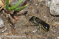 Hahnenfuss-Scherenbiene (Chelostoma florisomne) (F184423)