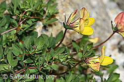 Alpen-Hornklee (Lotus alpinus) (F186029) Alpen-Hornklee (Lotus alpinus) (F186029)