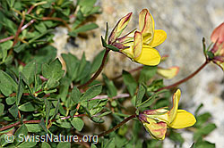 Alpen-Hornklee (Lotus alpinus) (F186030) Alpen-Hornklee (Lotus alpinus) (F186030)