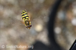 Grosse Schwebfliege (Syrphus ribesii) (F186145)