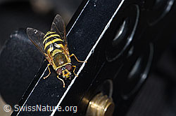 Grosse Schwebfliege (Syrphus ribesii) (F186146)