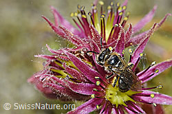 Alpen-Glanzbiene (Dufourea alpina) auf Berg-Hauswurz (Sempervivum montanum)