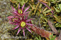 Berg-Hauswurz (Sempervivum montanum) (F186163) Berg-Hauswurz (Sempervivum montanum) (F186163)