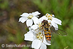 Hainschwebfliege (Episyrphus balteatus) auf Moschus-Schafgarbe (Achillea erba-rotta) (07.2021, F186165)