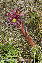 Berg-Hauswurz (Sempervivum montanum) (F186181) Berg-Hauswurz (Sempervivum montanum) (F186181)