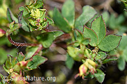 Lotus alpinus (F186187)