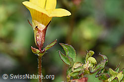 Alpen-Hornklee (Lotus alpinus) (07.2021, F186189)
