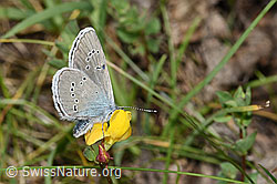 Violetter Wald-Bläuling (Cyaniris semiargus) auf Alpen-Hornklee (Lotus alpinus)
