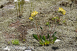 Alpen-Wundklee (Anthyllis vulneraria ssp. alpestris) (F186206)