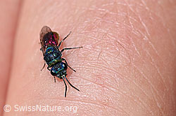 Photo: Chrysis mediata (Cuckoo wasp)