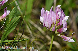 Trifolium alpinum (F186226)