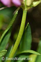 Trifolium alpinum (F186227)