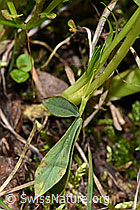 Trifolium alpinum (F186228)
