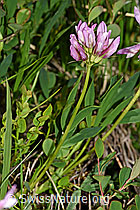 Trifolium alpinum (F186229)