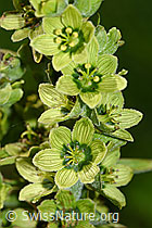 Foto: Weisser Germer (Veratrum album ssp. lobelianum)