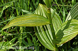 Foto: Weisser Germer (Veratrum album ssp. lobelianum)