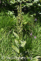 Foto: Weisser Germer (Veratrum album ssp. lobelianum)