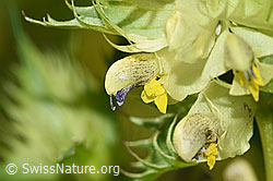 Schmalblättriger Klappertopf (Rhinanthus glacialis) (F186242)