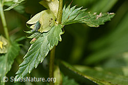 Schmalblättriger Klappertopf (Rhinanthus glacialis) (F186243)